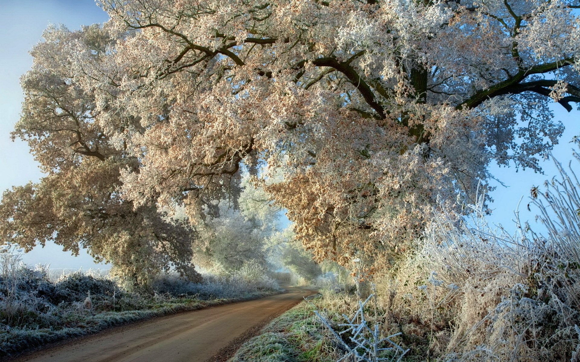 camino árboles escarcha otoño