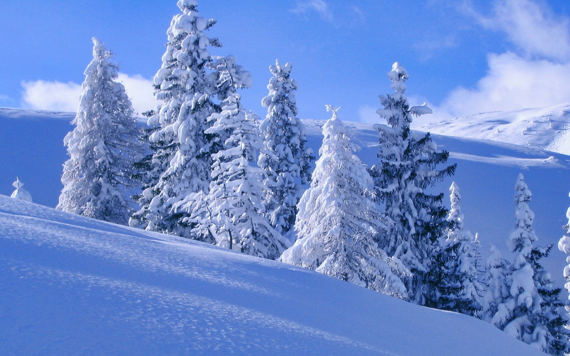 pendenza inverno neve alberi nella neve