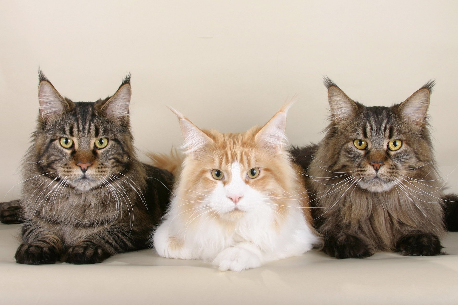 coños maine coon gatos hocico bigote wallpaper kote fondo de pantalla