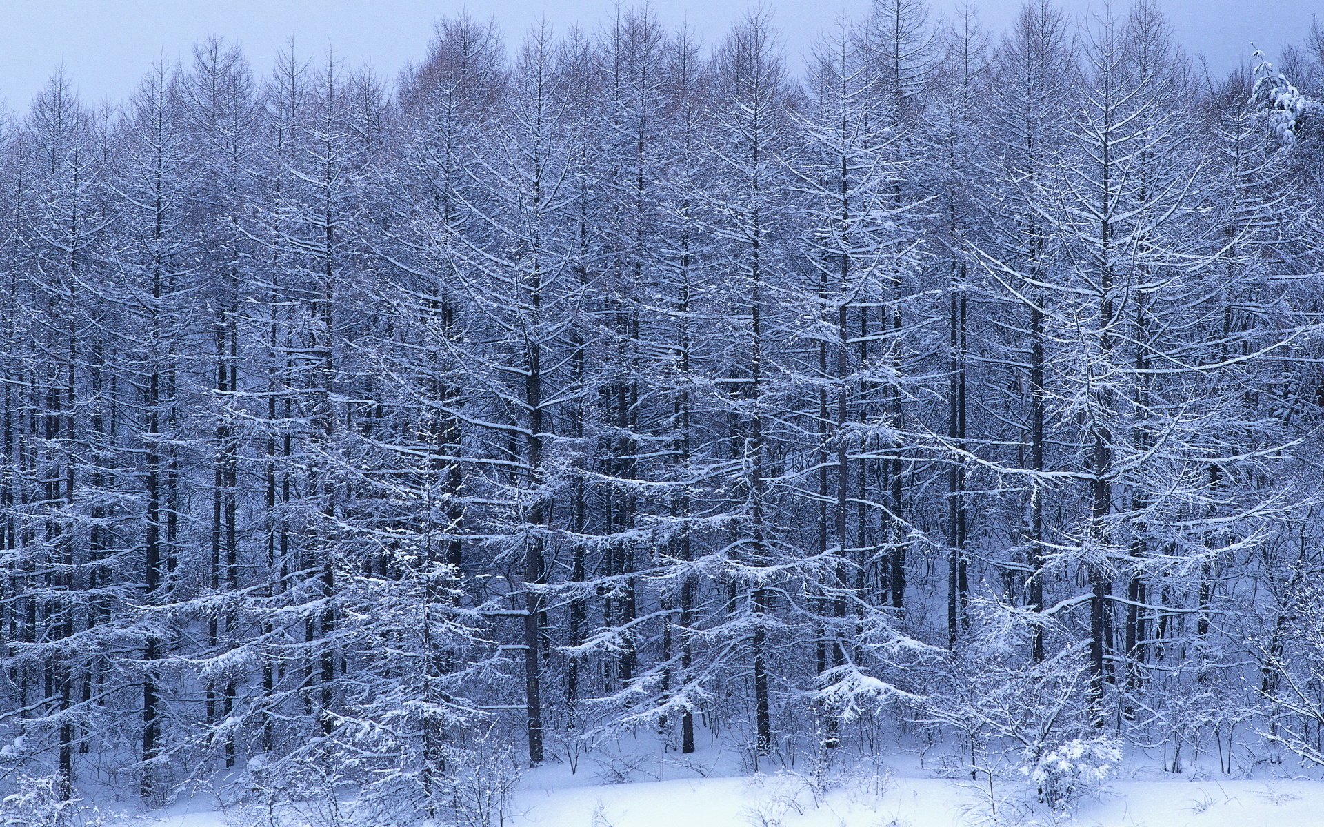 frost dense forest snow