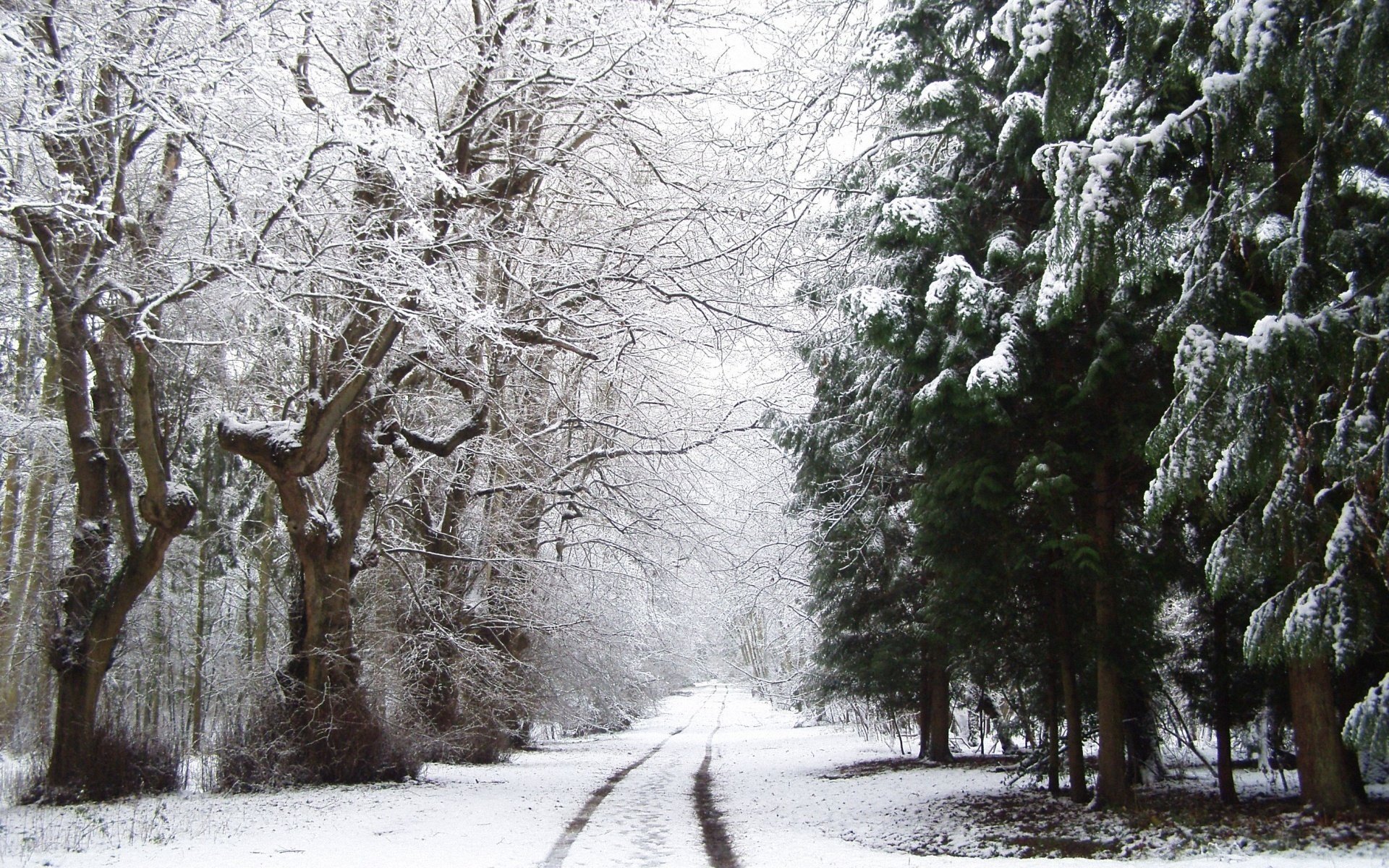 forêt neige hiver route