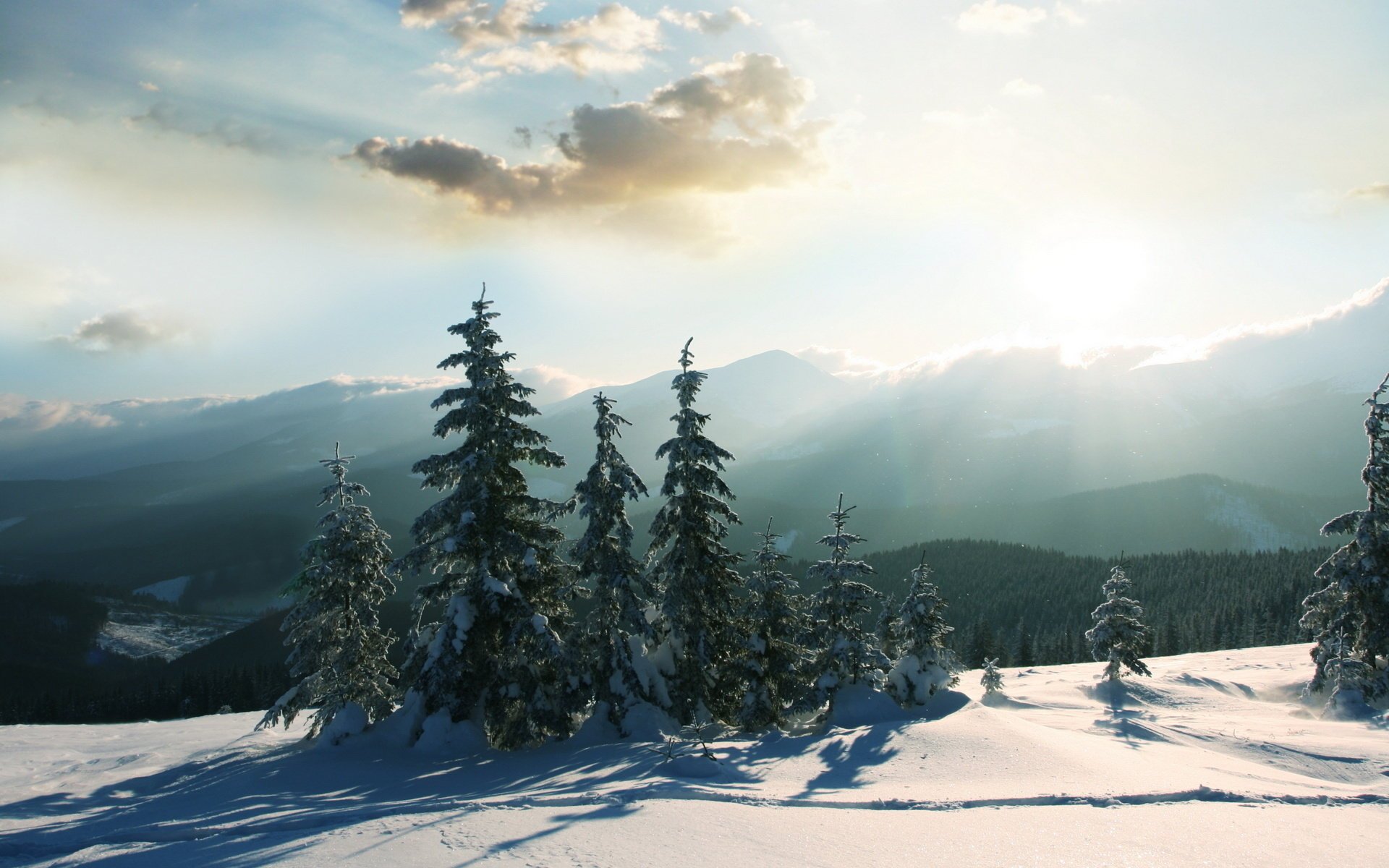 lueur ciel arbres de noël hiver neige