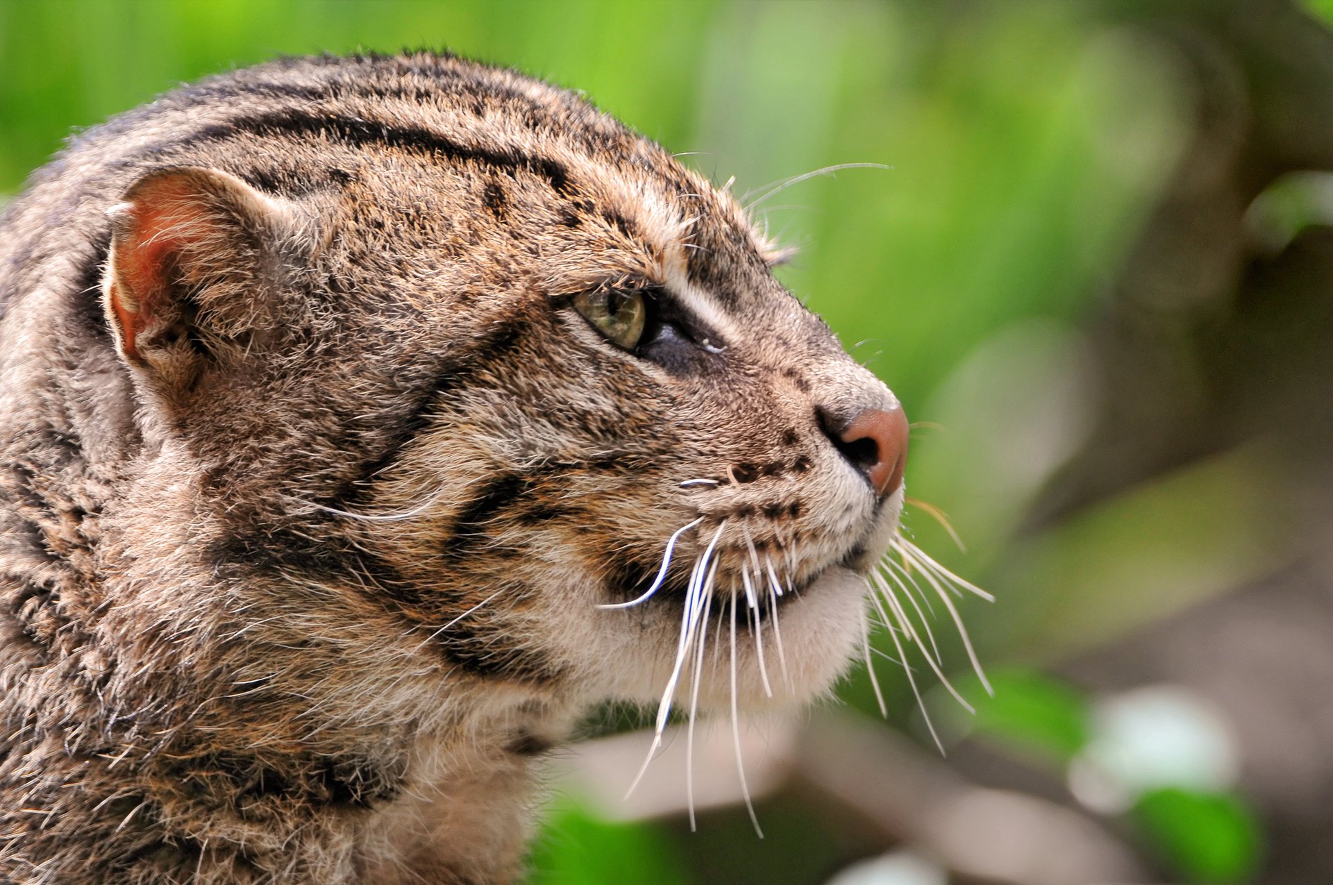 камышовый кот морда кошка большая дикая киса котэ