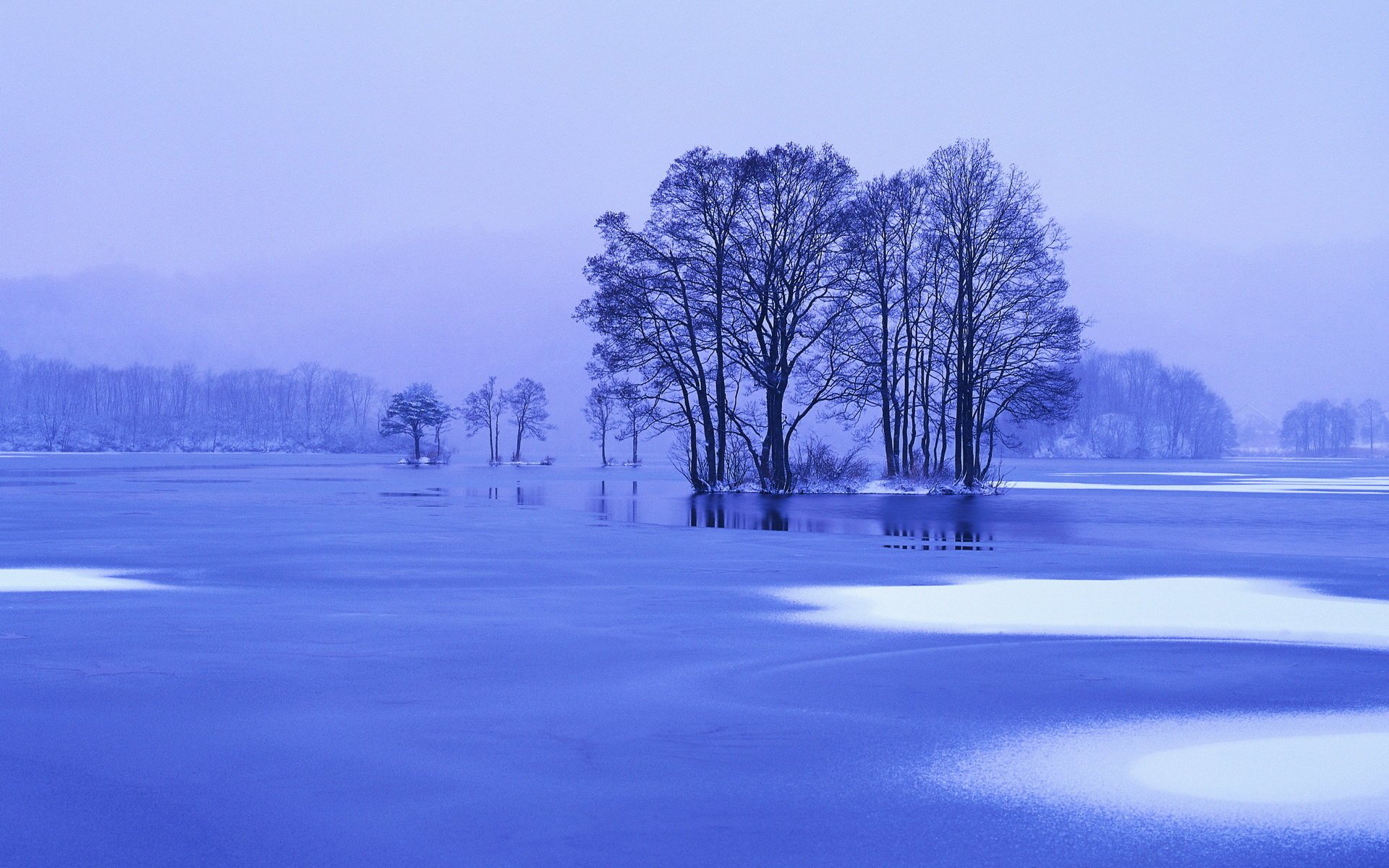 arbre eau glush dégel brouillard hiver