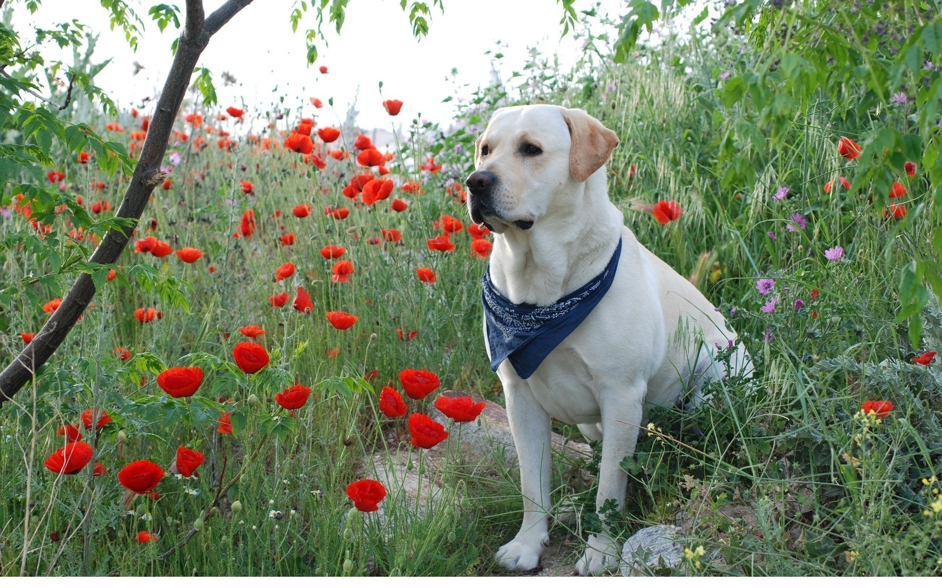 perro amapolas labrador blanco