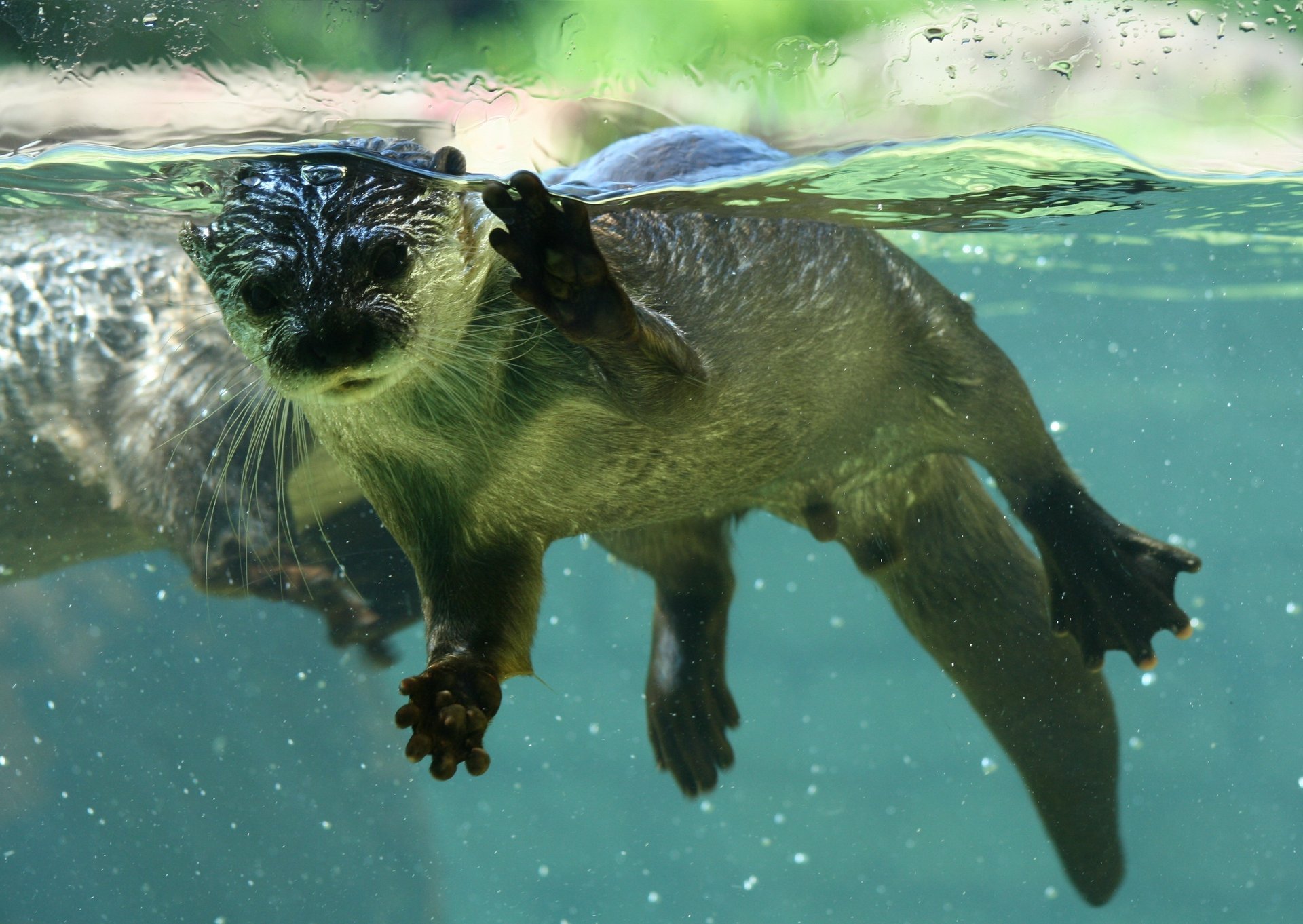 akkord säugetiere unter wasser biber wasser otter