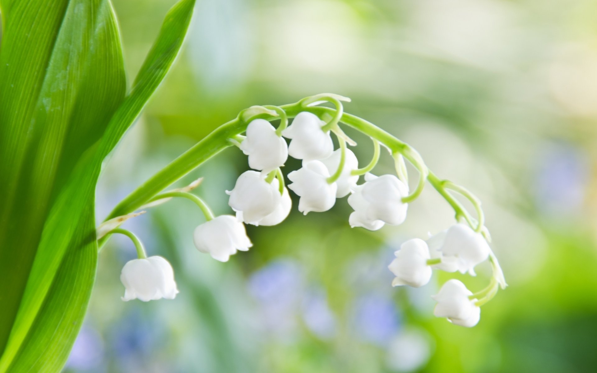 fiori mughetto foglia tenerezza bianco primavera verde