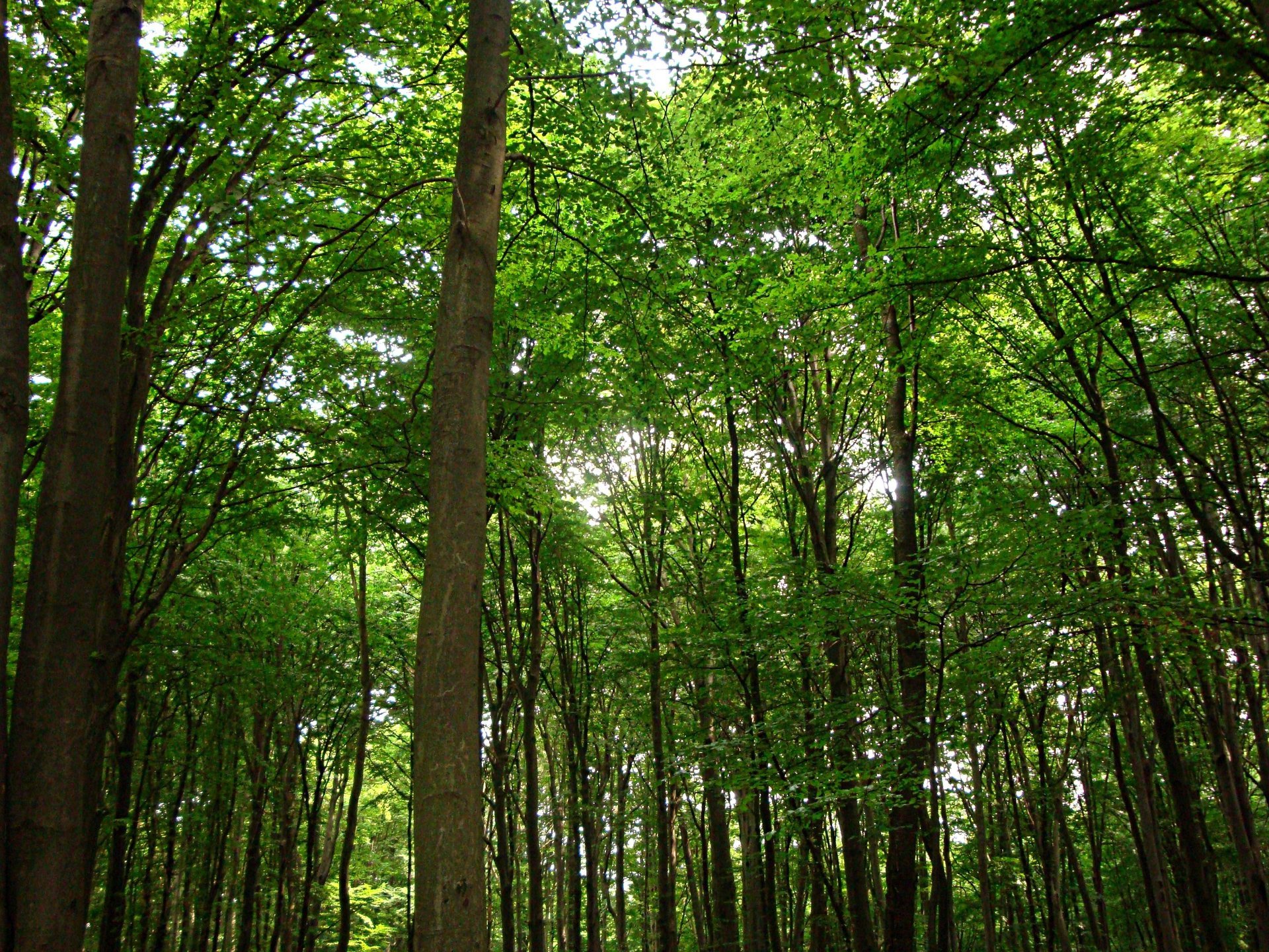 frühling wald bäume blätter