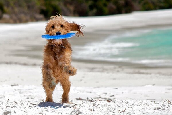 Beautiful Dog on the beach