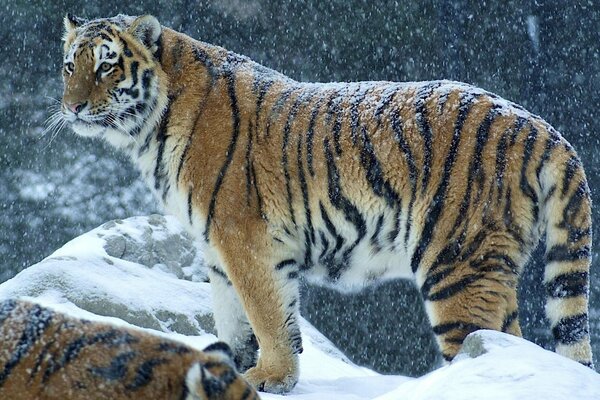 Tigre sulla cima innevata