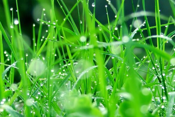 Herbe verte et rosée du matin