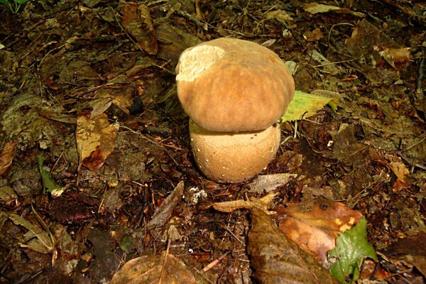 Autumn dew lay on the mushrooms