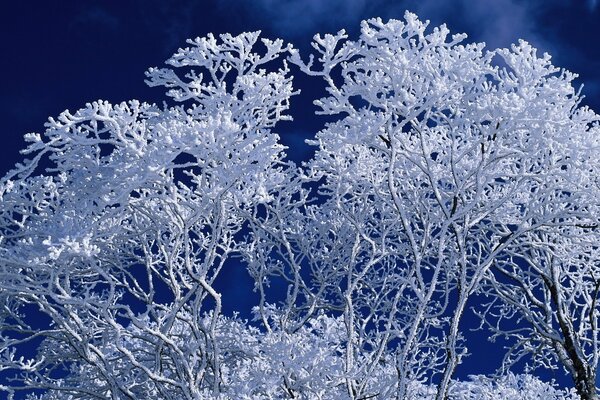 Patrones de árboles de invierno en azul