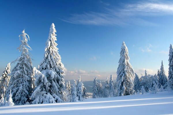 Verzauberte Schneedecke am Hang