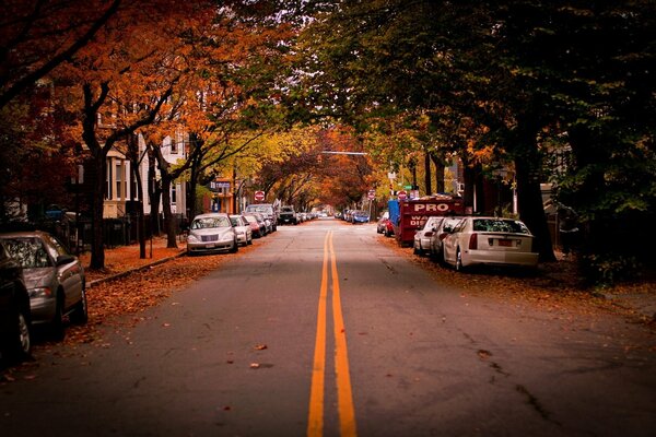 Autumn road in Cambridge strewn with fallen leaves with cars on the roadsides