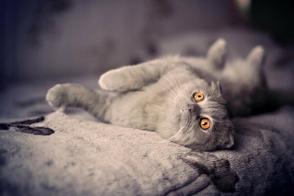 British lop-eared cat bun