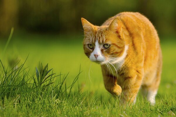 A red cat walks very slowly across the lawn