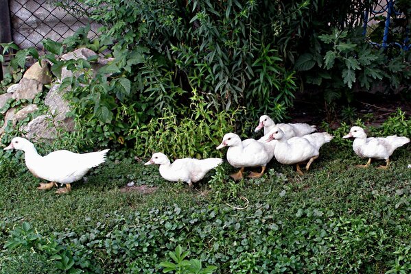 The goose family is walking along the path