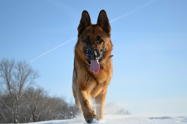 Deutscher Schäferhund, der im Schnee läuft