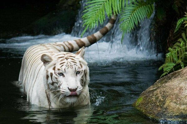 A white tiger bathes in a waterfall