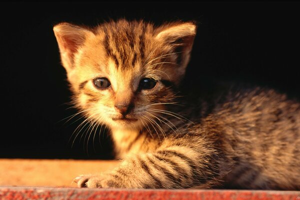 Chaton triste dans les rayons du soleil