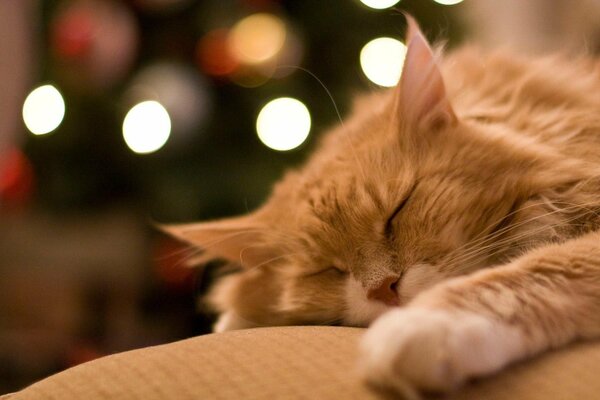 A red-haired cat sleeps under a Christmas tree