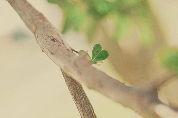 Una pequeña hoja verde en una rama