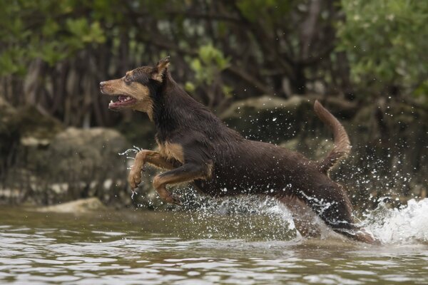 Perro corriendo sobre el agua en el río