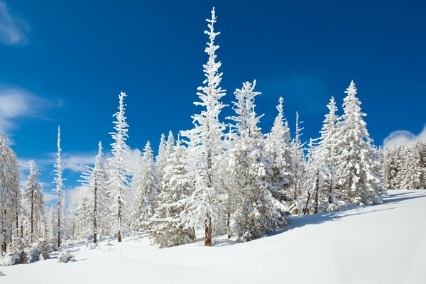 La forêt d hiver est recouverte d une couche uniforme de neige