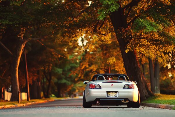 The Honda car stands in the autumn forest