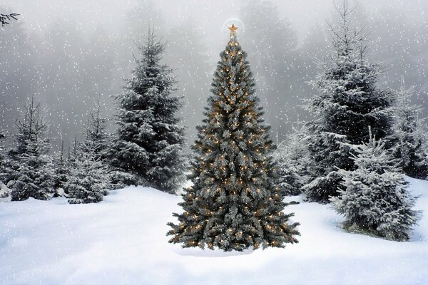 Weihnachtsbaum im Schnee vor dem Hintergrund anderer schneebedeckten Tannen