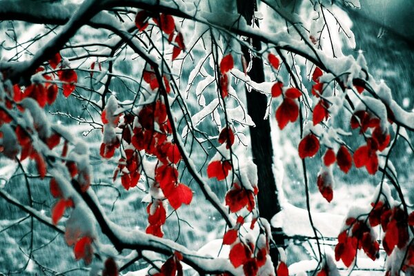 L hiver a couvert de neige les branches des arbres