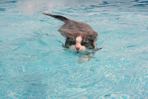 Gato gris nadando en la piscina