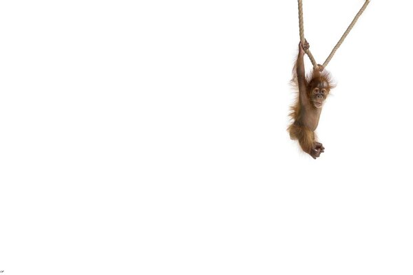 Monkey on a rope on a white background