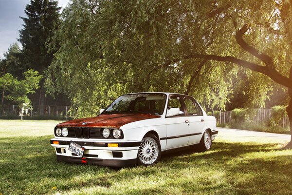 BMW e 30 sotto l albero al sole