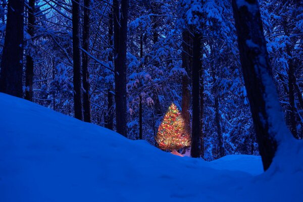 Árbol de Navidad en el bosque de invierno