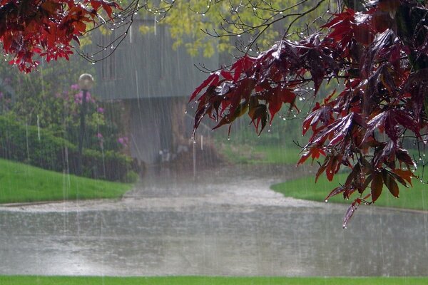 Alberi nel parco sotto la pioggia autunnale
