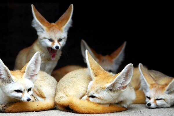 Little foxes lazily wake up