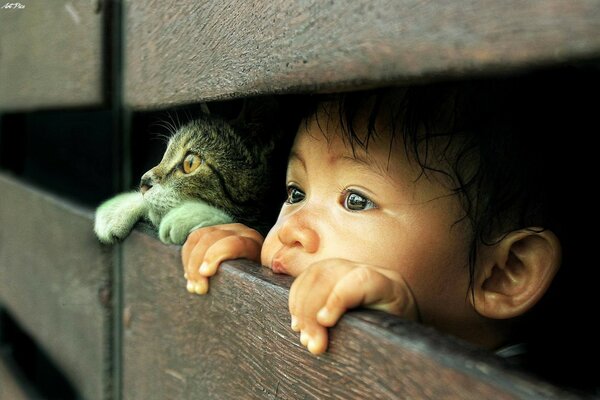 L enfant et le chat regardent derrière la clôture 
