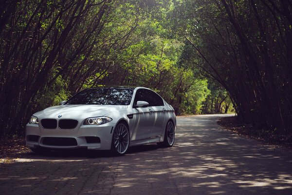 BMW blanco en el camino forestal