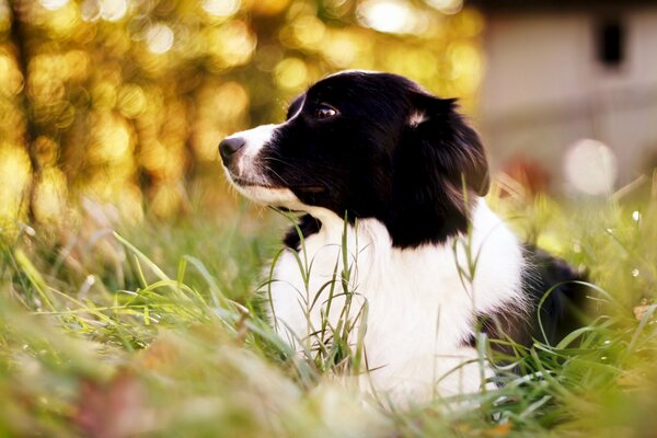 Cane in bianco e nero nell erba verde