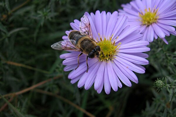 Abeja en una flor de verano