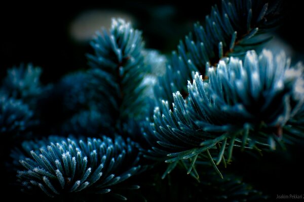 Immagine macro di un ramo di abete rosso in brina