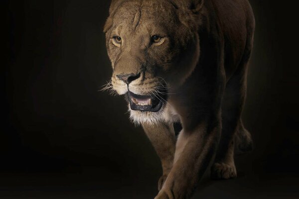 Beautiful and graceful lioness on a black background