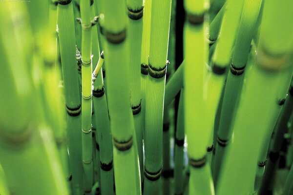 Tiges de bambou éclairées par la lumière du soleil