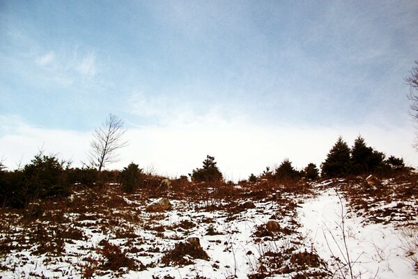 A forest of fir trees on a hill in winter