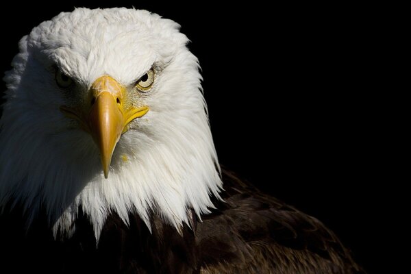 The stern look of an eagle on a black background