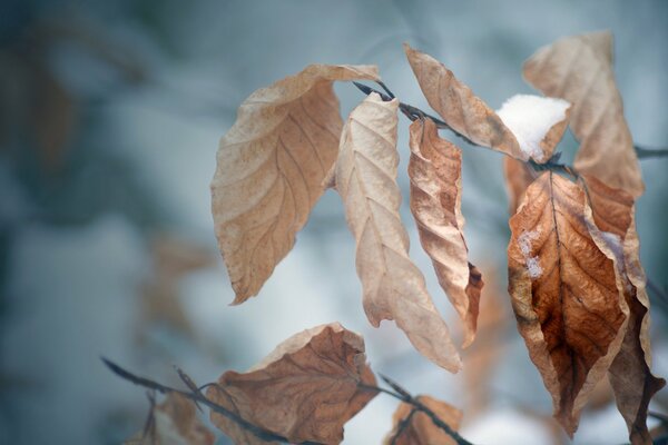 Herbst verwelkte Blätter von Bäumen