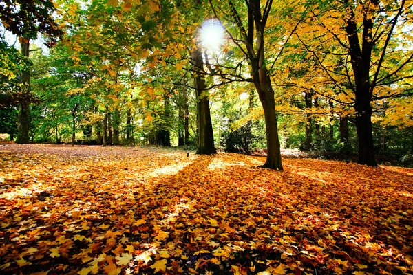 El follaje de otoño cubre la Tierra