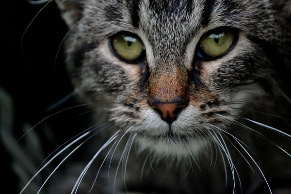 Gato gris con ojos verdes de cerca